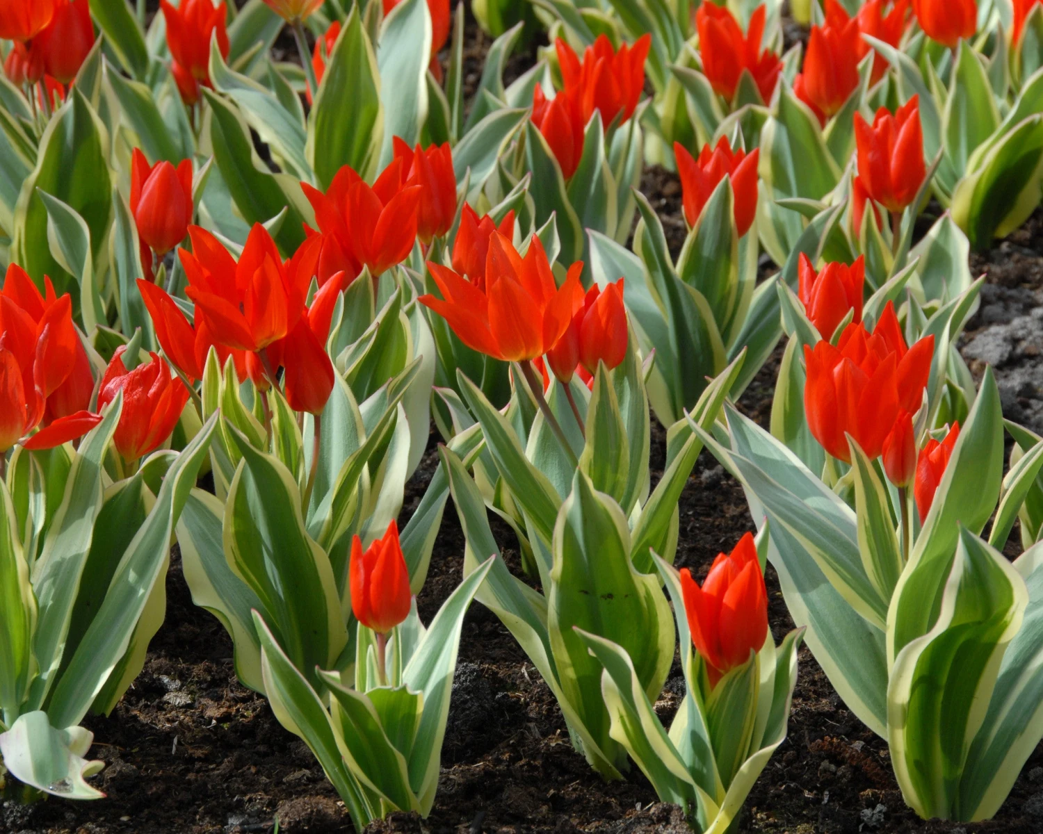 Tulip Praestans 'Unicum' - Image 4