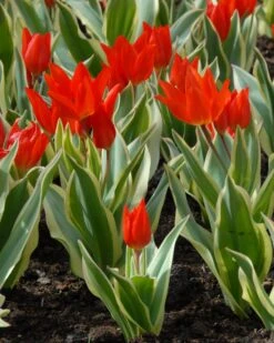 Tulip Praestans 'Unicum'