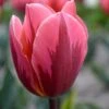 Tulip 'Pretty Princess'