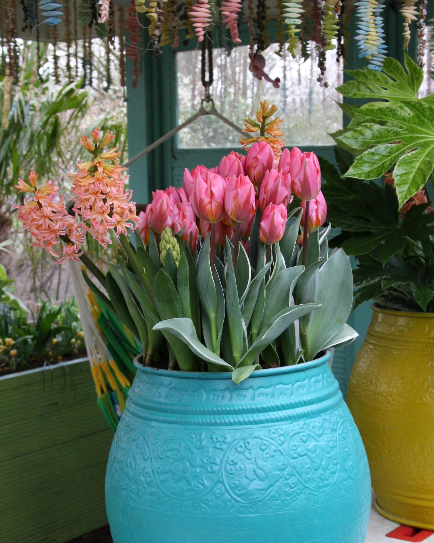 Tulip 'Pretty Princess' - Image 2