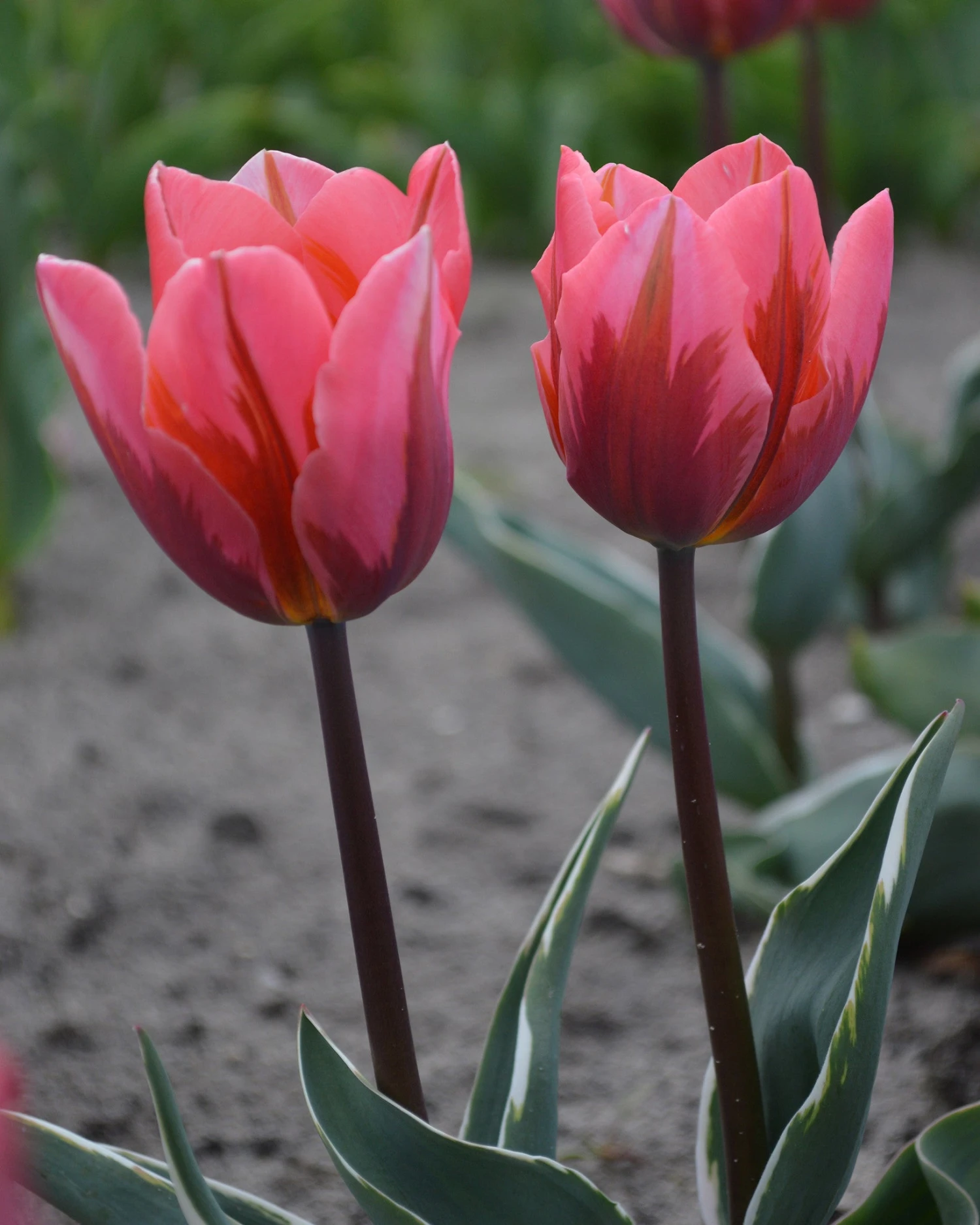 Tulip 'Pretty Princess' - Image 4