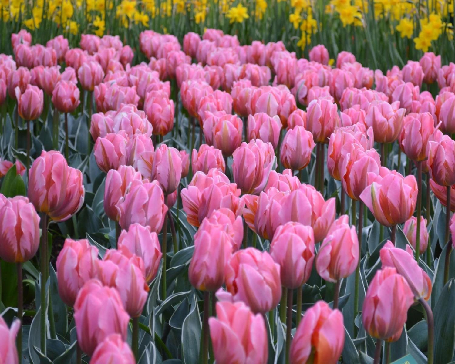 Tulip 'Pretty Princess' - Image 3