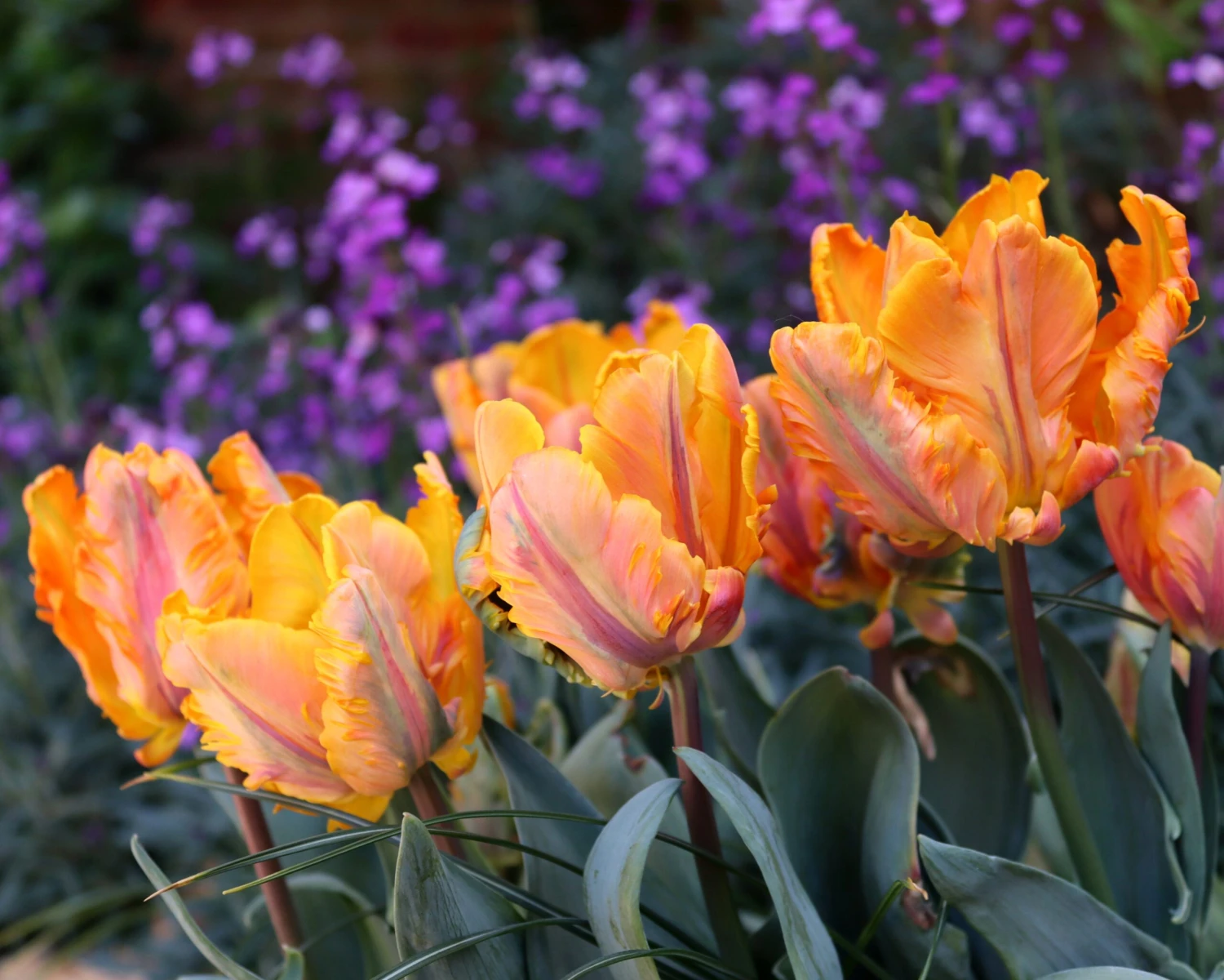 Tulip 'Princess Irene Parrot' - Image 7