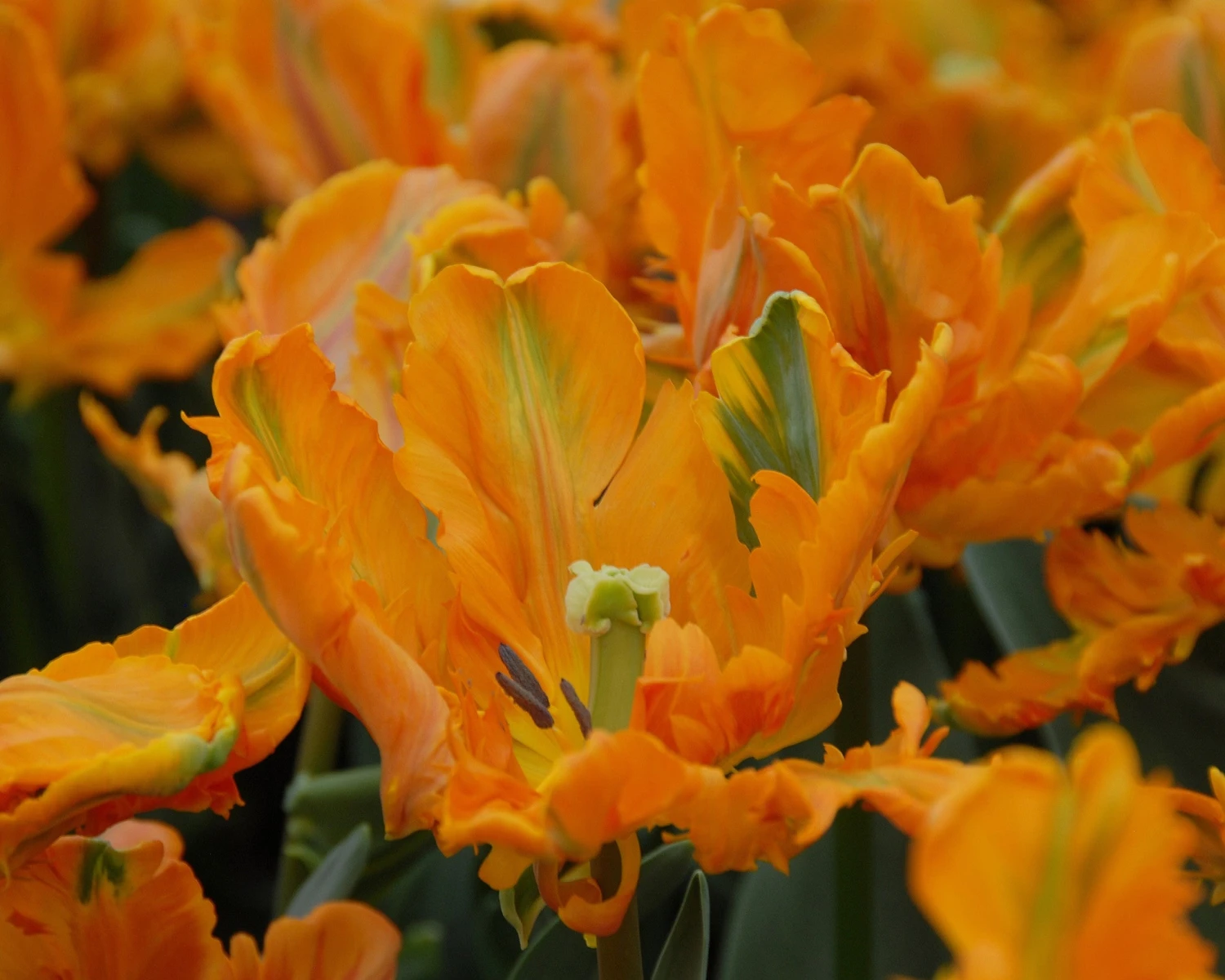 Tulip 'Princess Irene Parrot' - Image 6