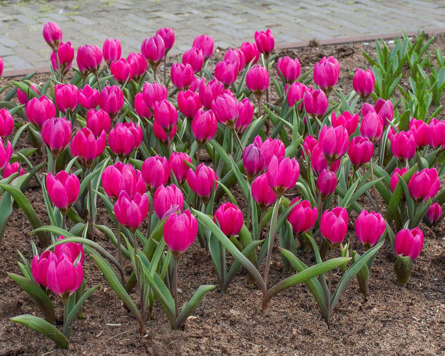 Tulip Pulchella Violacea - Image 2