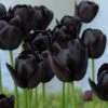 Tulip 'Queen Of Night'