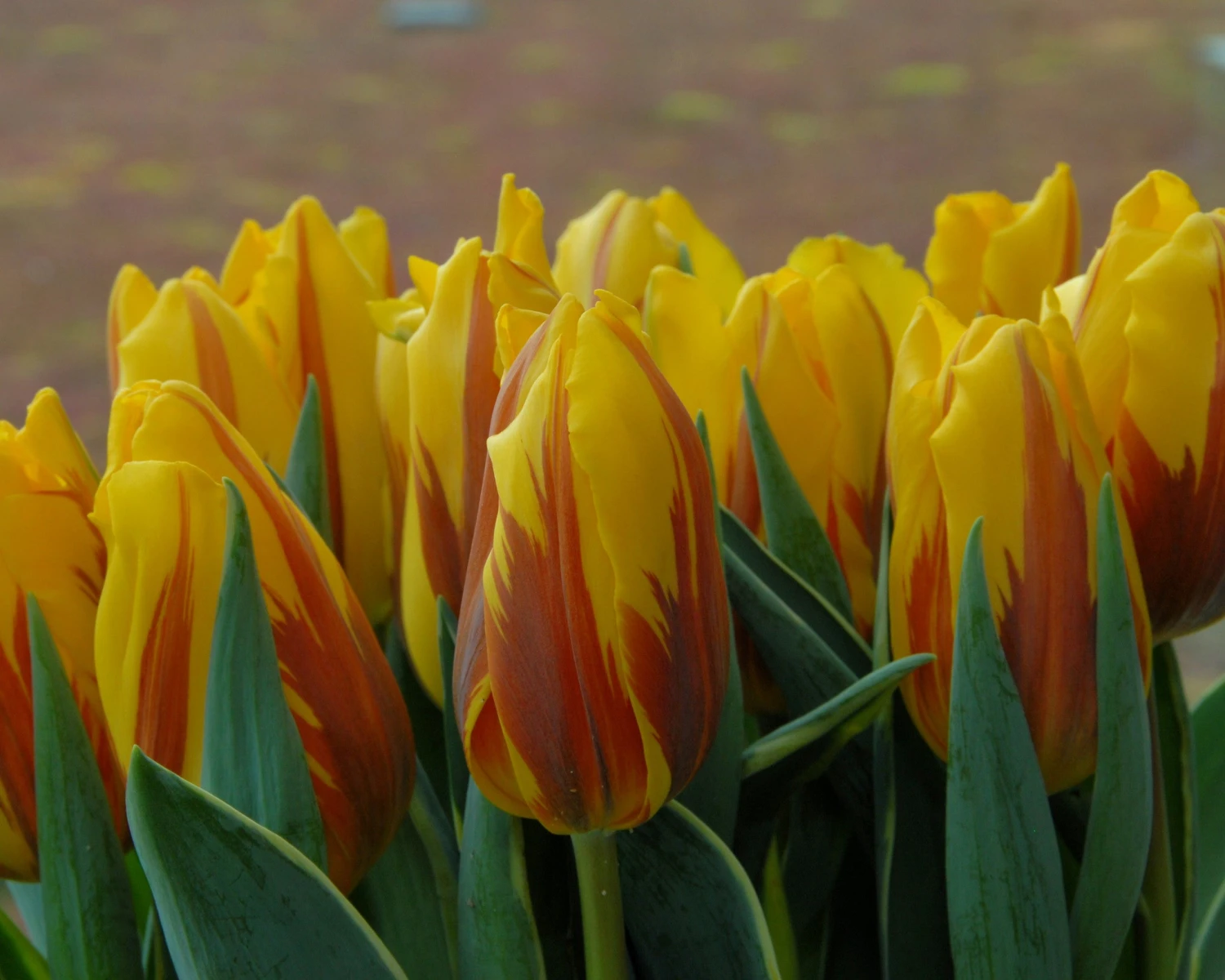 Tulip 'Ravana' - Image 2