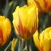 Tulip 'Ravana'