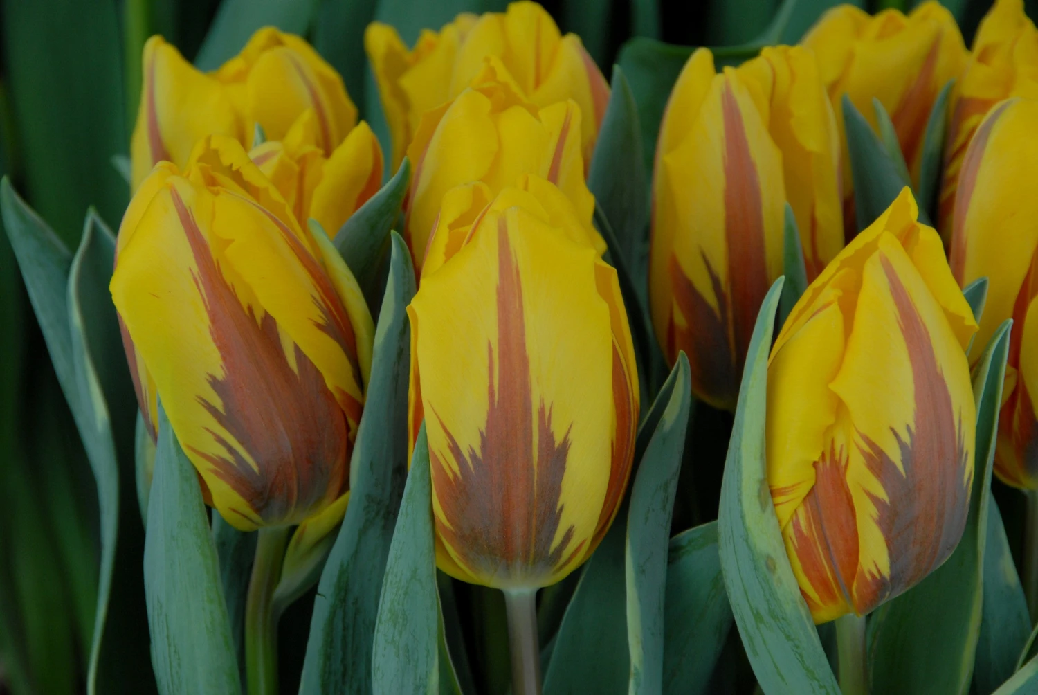 Tulip 'Ravana' - Image 4