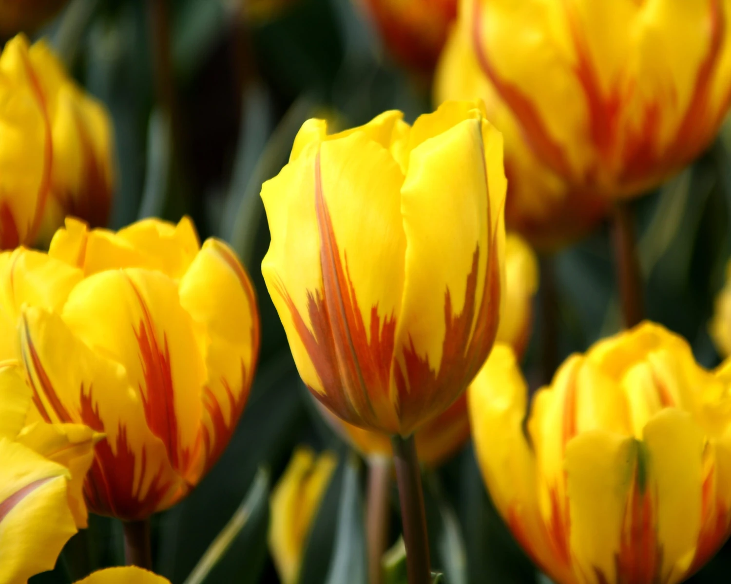 Tulip 'Ravana' - Image 3