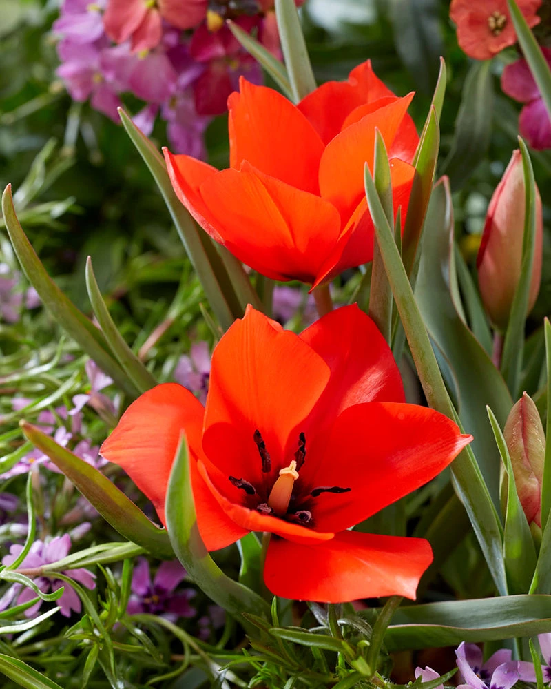 Tulip 'Red Hunter' - Image 2