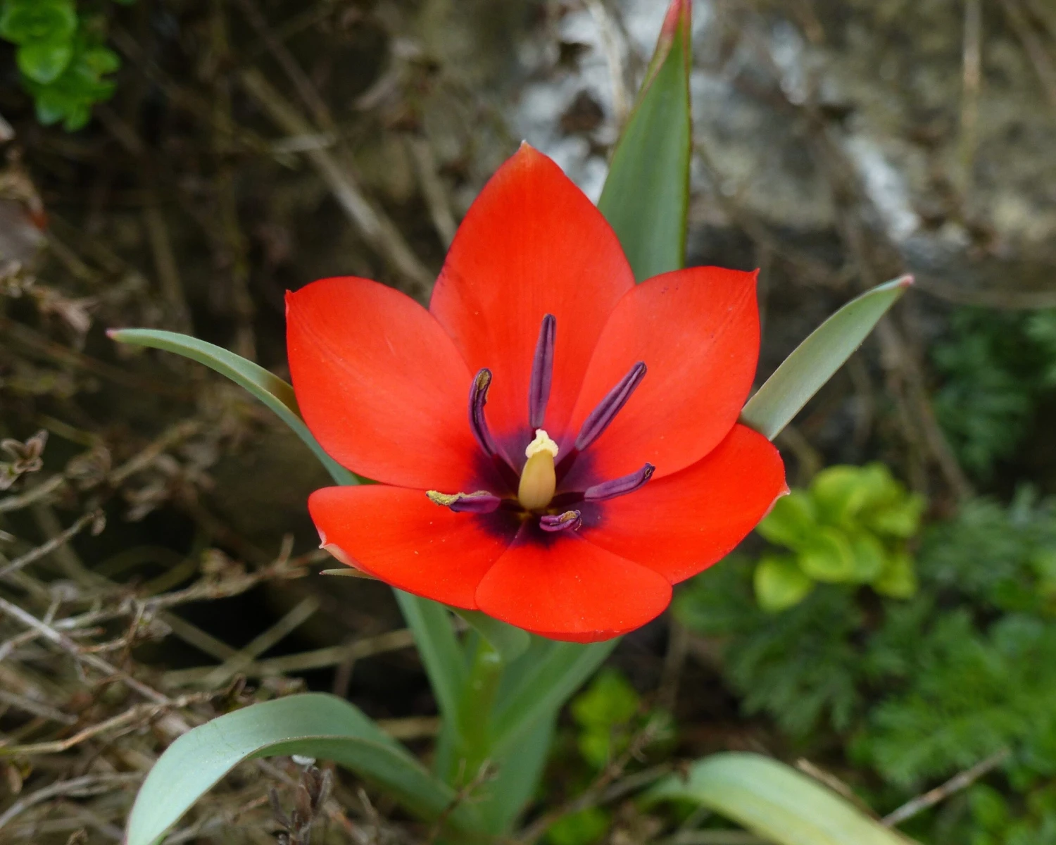 Tulip 'Red Hunter' - Image 6