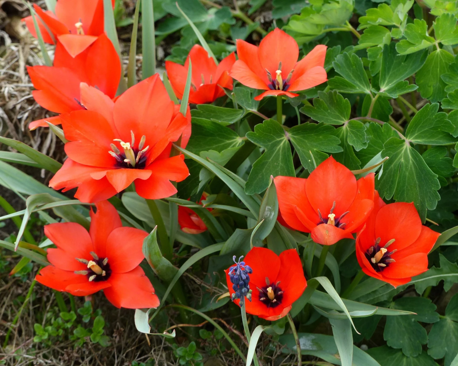 Tulip 'Red Hunter' - Image 8