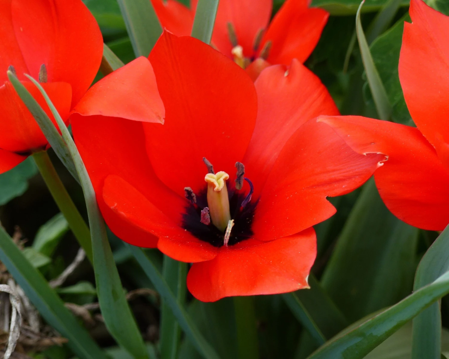 Tulip 'Red Hunter' - Image 10