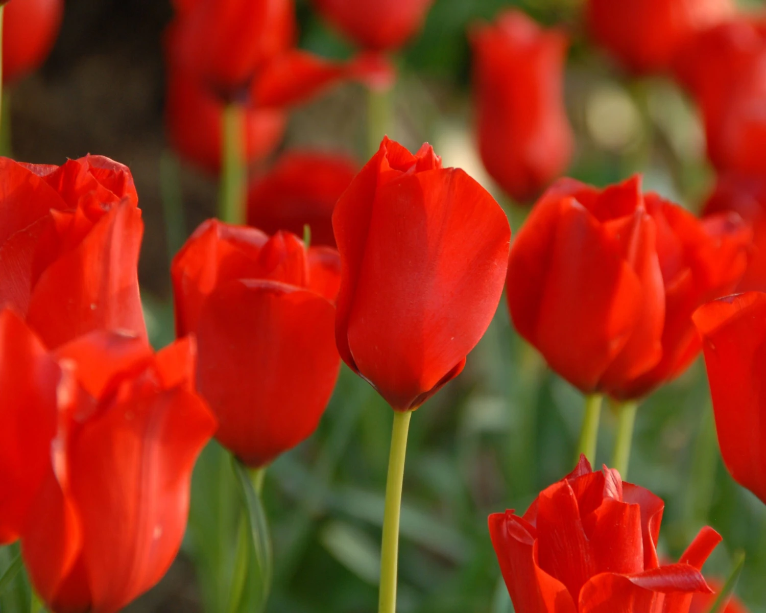 Tulip 'Red Hunter' - Image 9