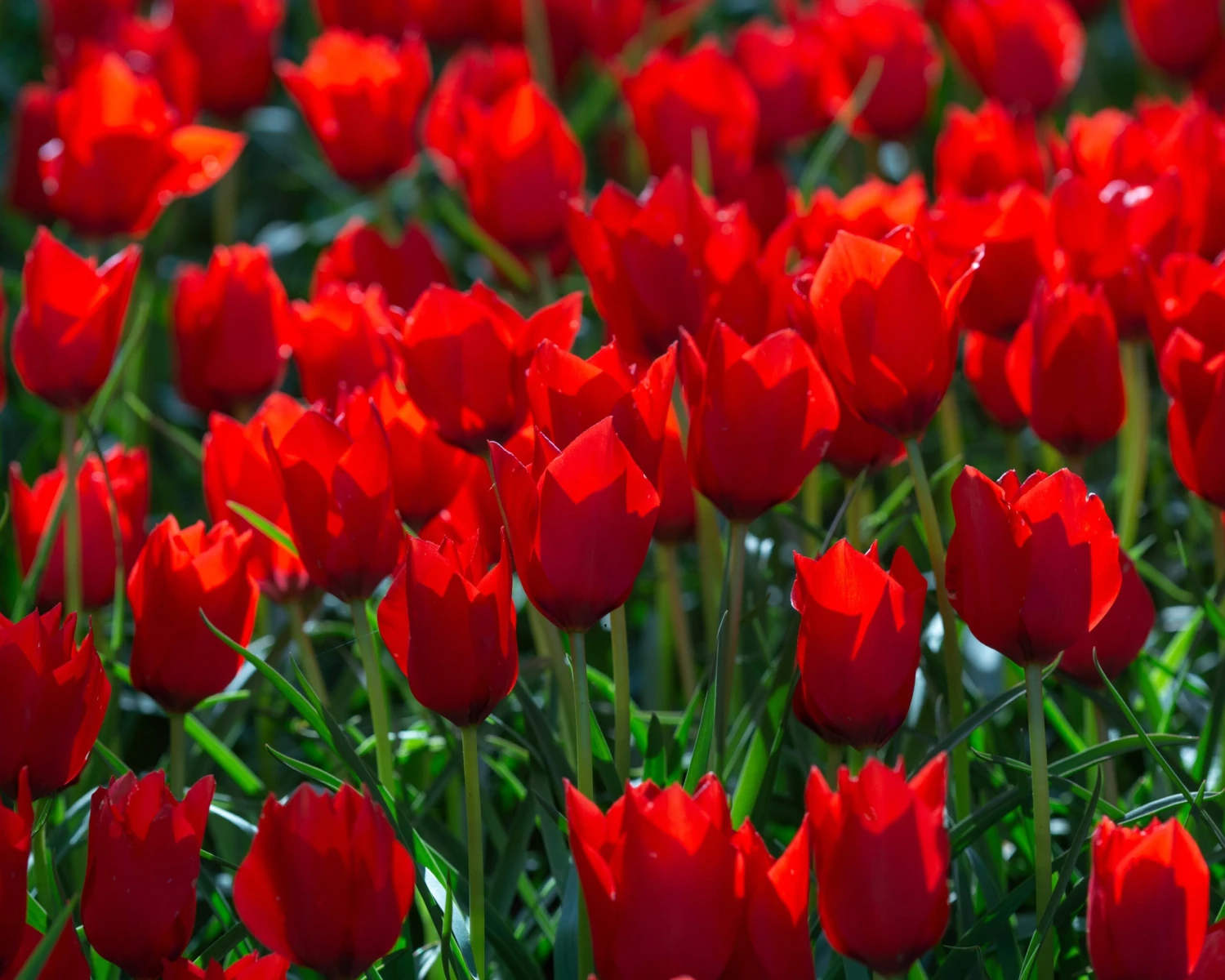 Tulip 'Red Hunter' - Image 5