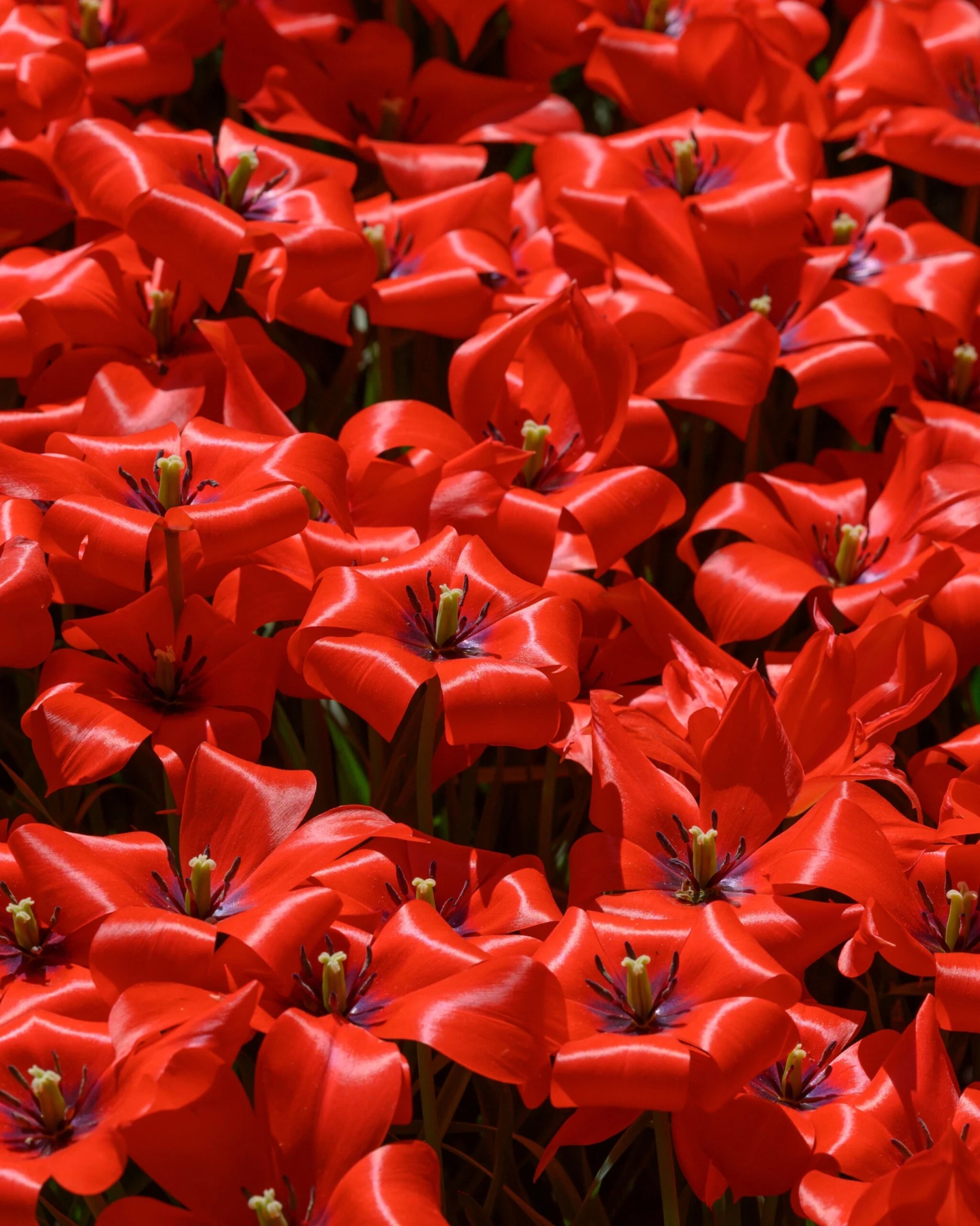 Tulip 'Red Hunter' - Image 7