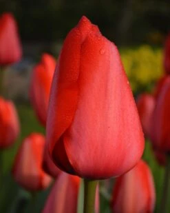 Tulip 'Red Impression'