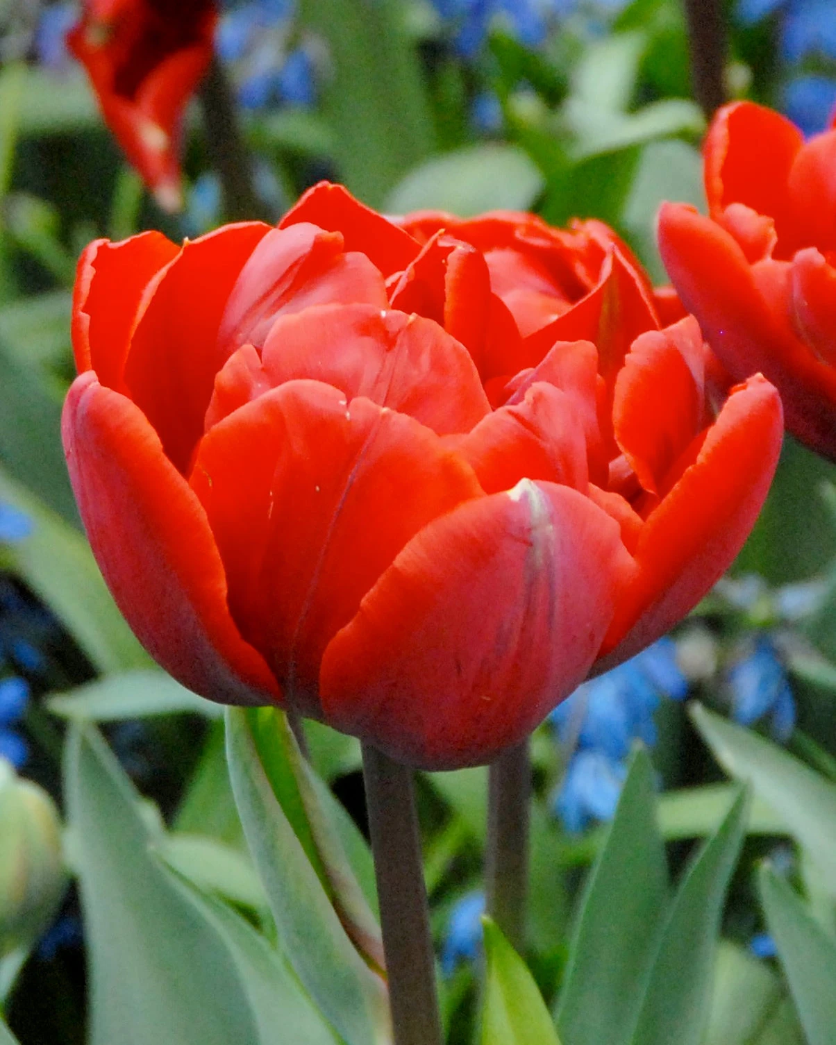 Tulip 'Red Princess'