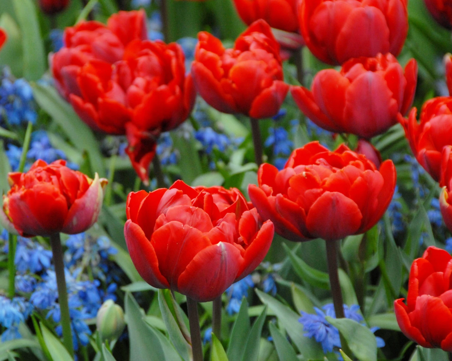 Tulip 'Red Princess' - Image 2