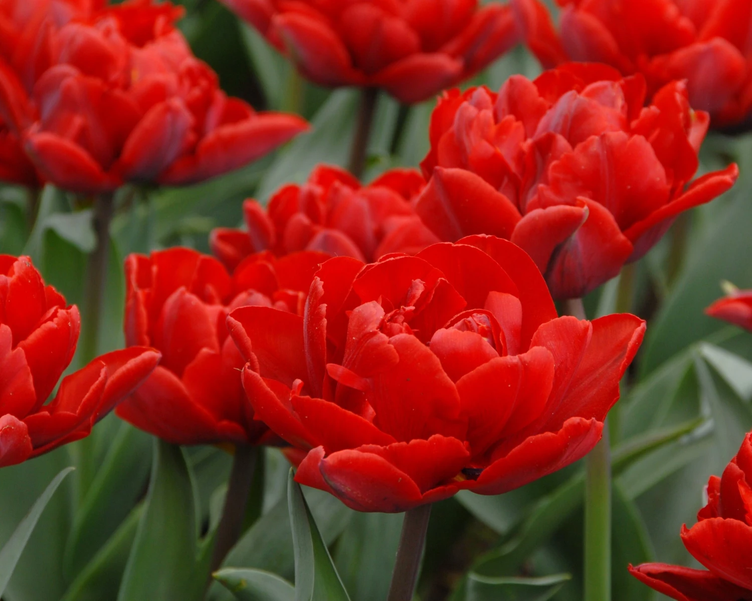 Tulip 'Red Princess' - Image 4