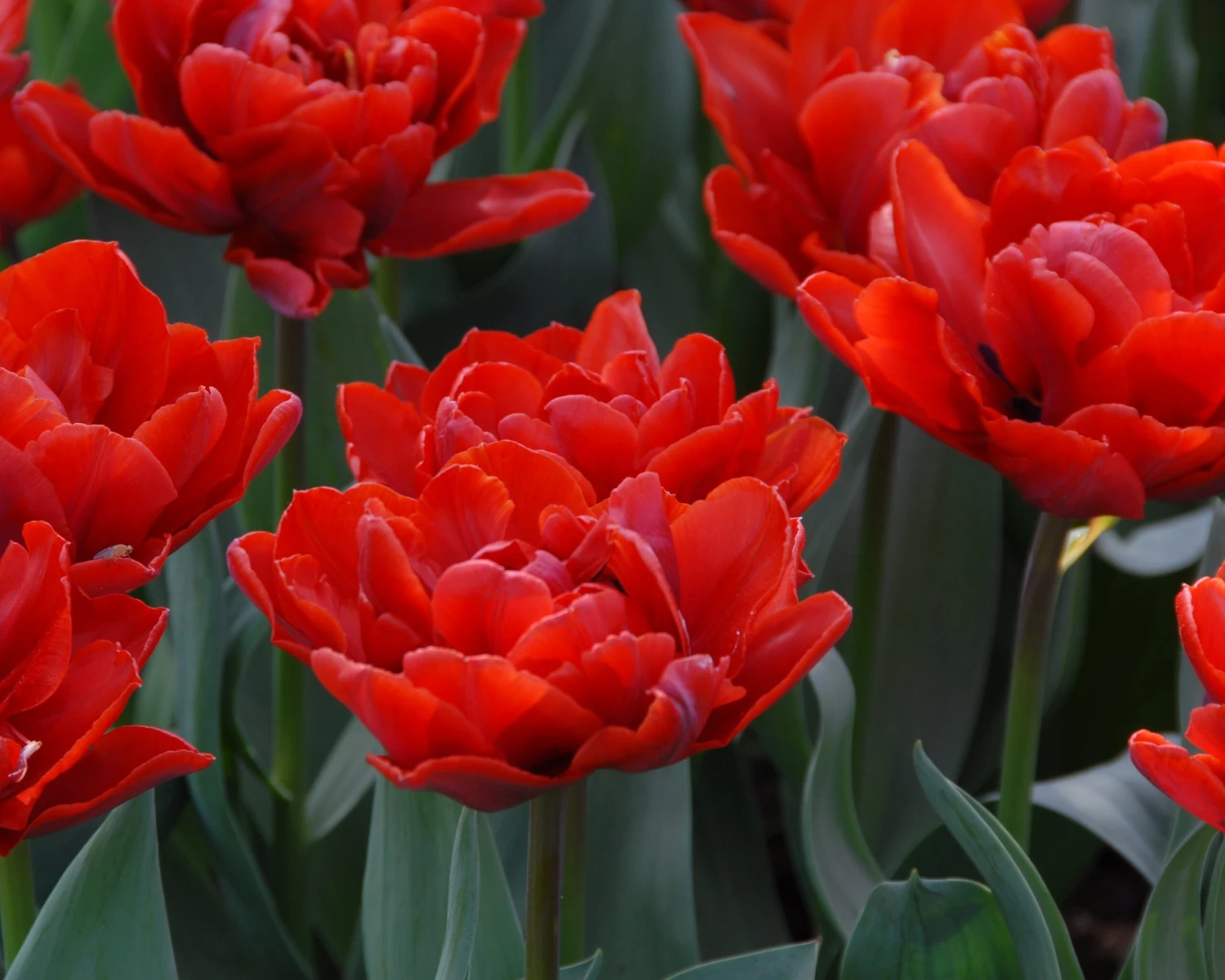 Tulip 'Red Princess' - Image 6
