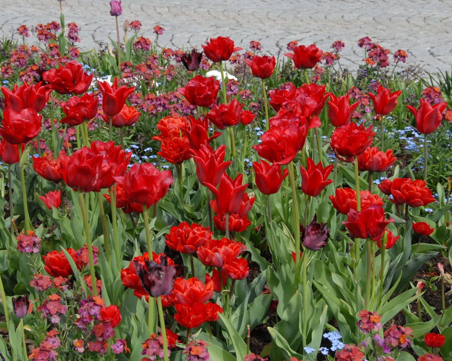 Tulip 'Red Princess' - Image 7