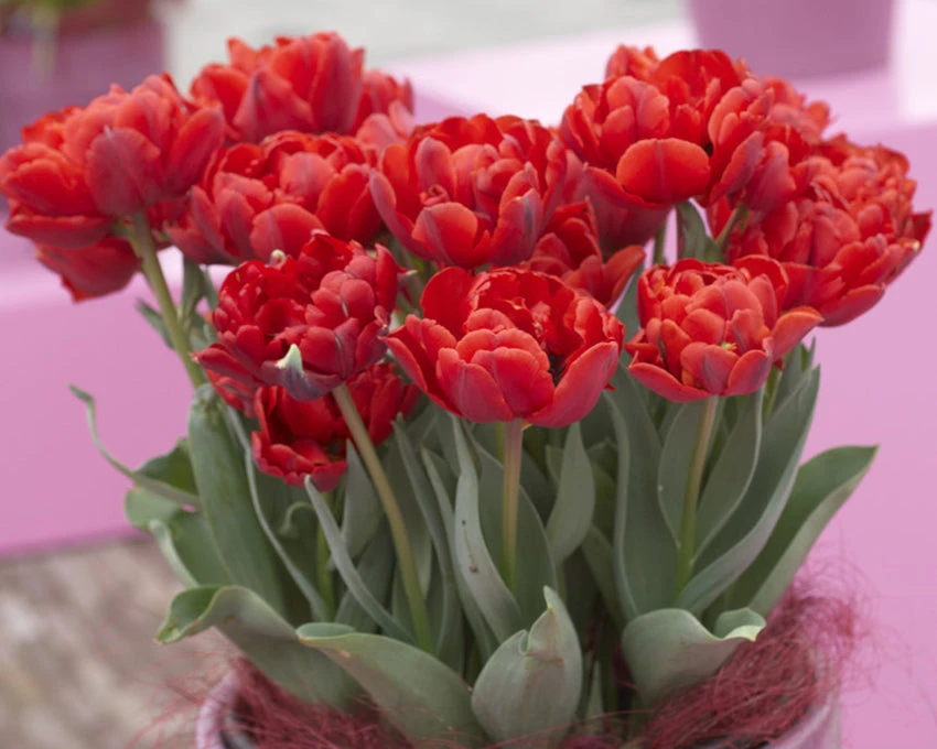 Tulip 'Red Princess' - Image 3