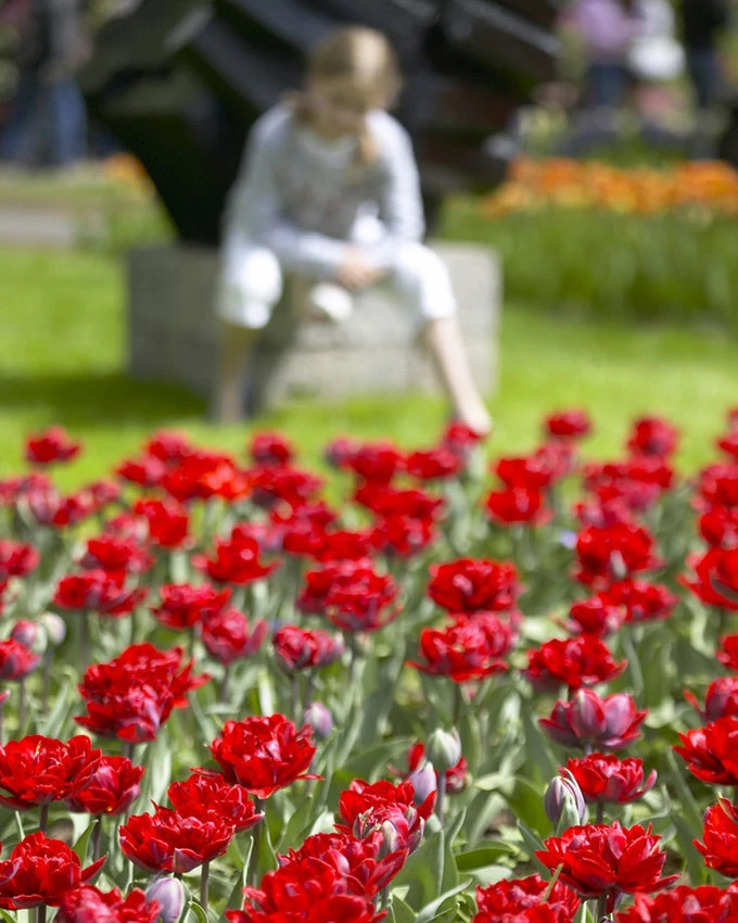 Tulip 'Red Princess' - Image 5