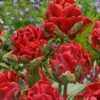 Tulip 'Rococo Double'