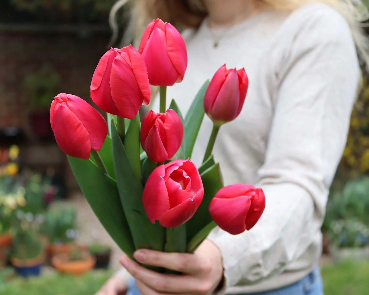 Tulip 'Rosy Delight' - Image 2
