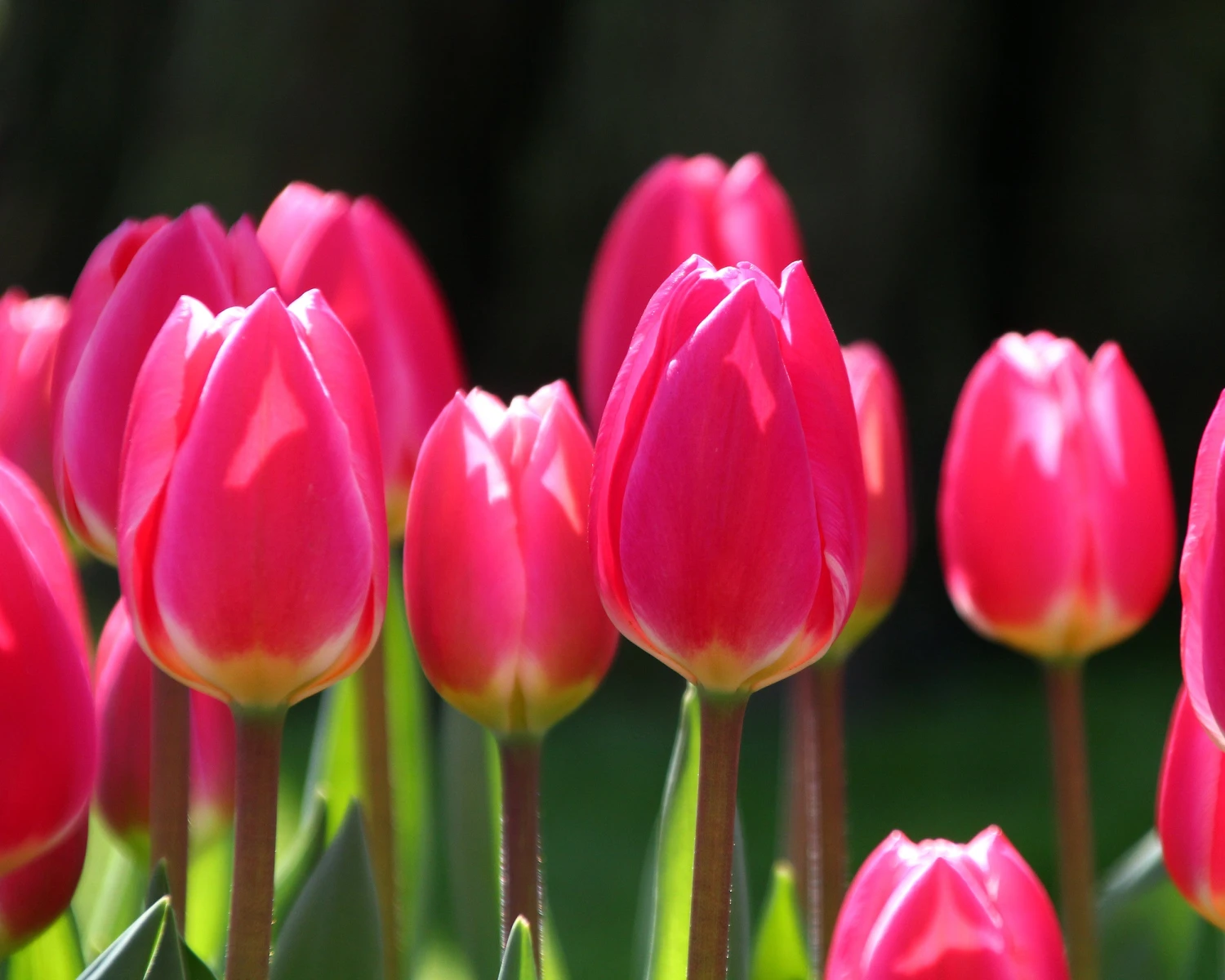 Tulip 'Rosy Delight' - Image 6