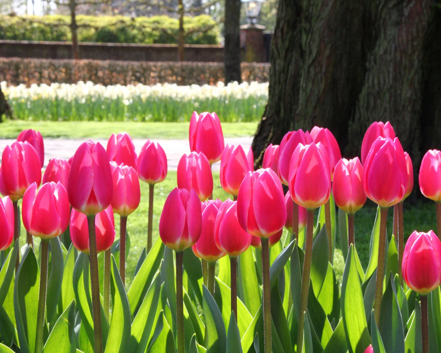 Tulip 'Rosy Delight' - Image 3