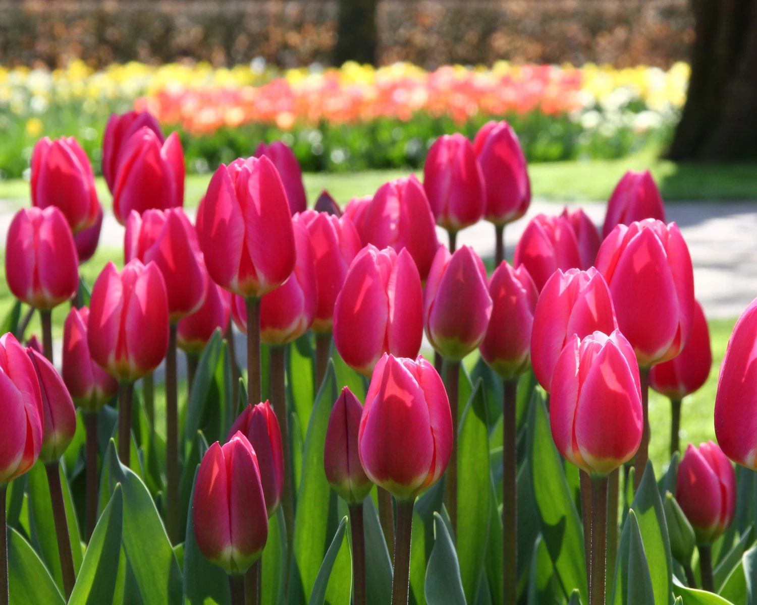 Tulip 'Rosy Delight' - Image 4