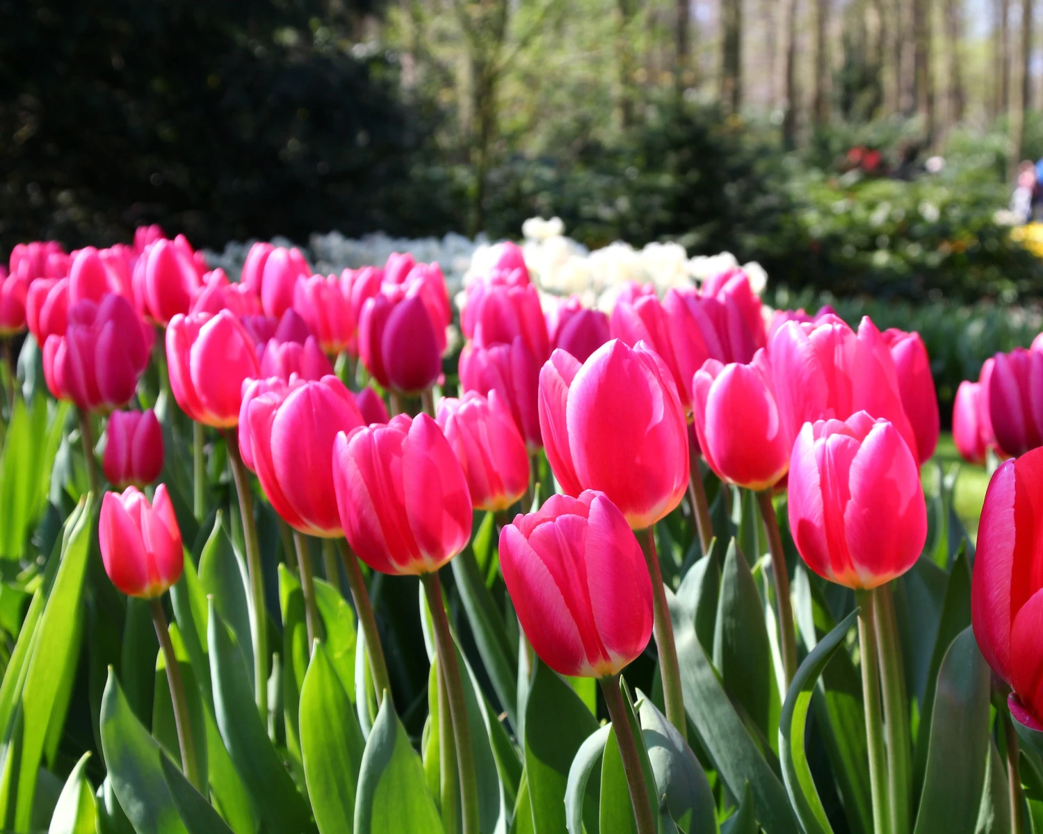 Tulip 'Rosy Delight' - Image 7