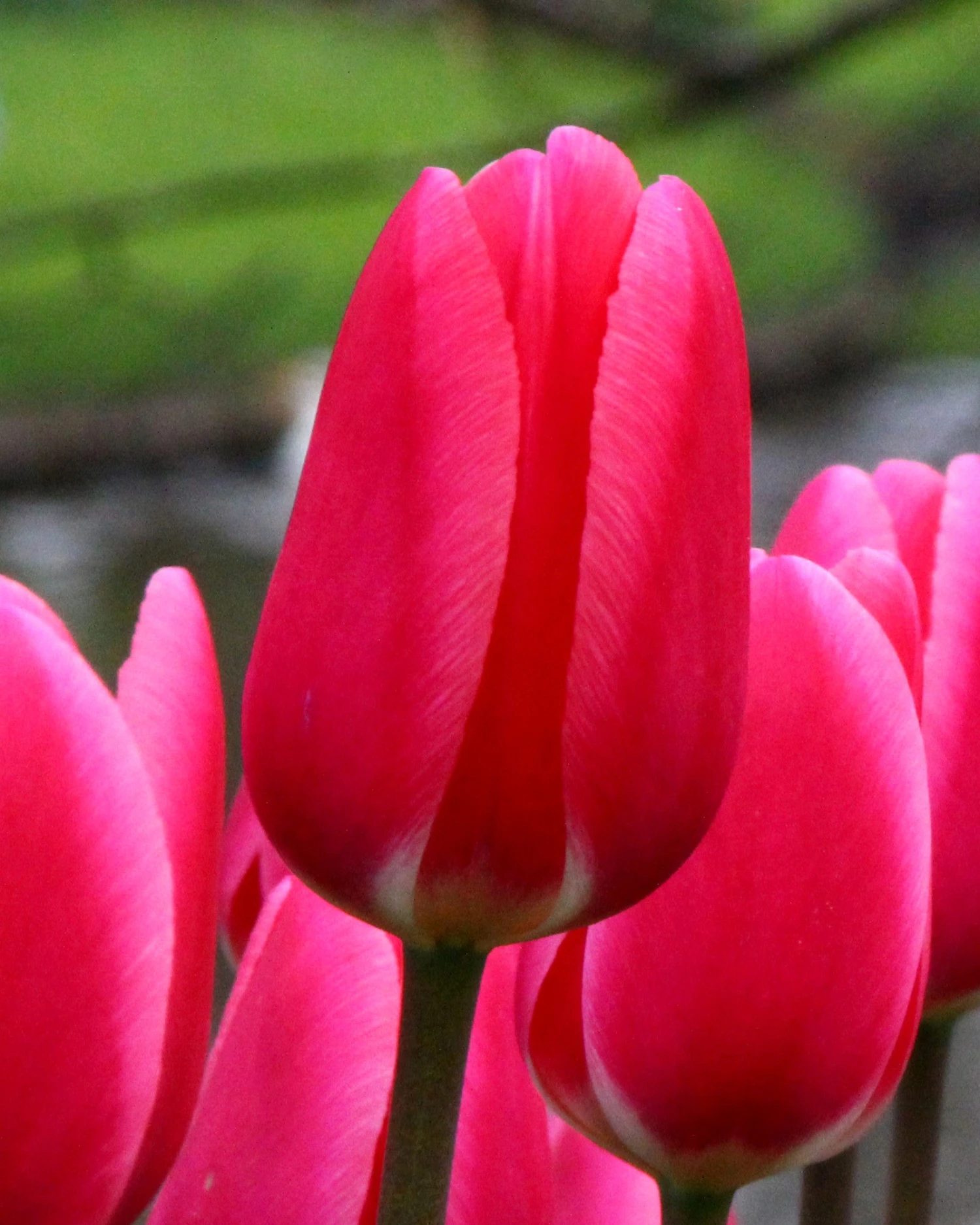 Tulip 'Rosy Delight'