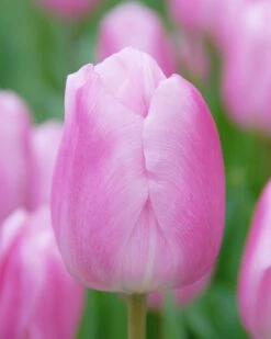 Tulip 'Saint Petersburg'