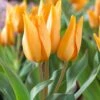 Tulip Praestans 'Shogun'