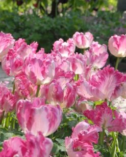 Tulip 'Silver Parrot'