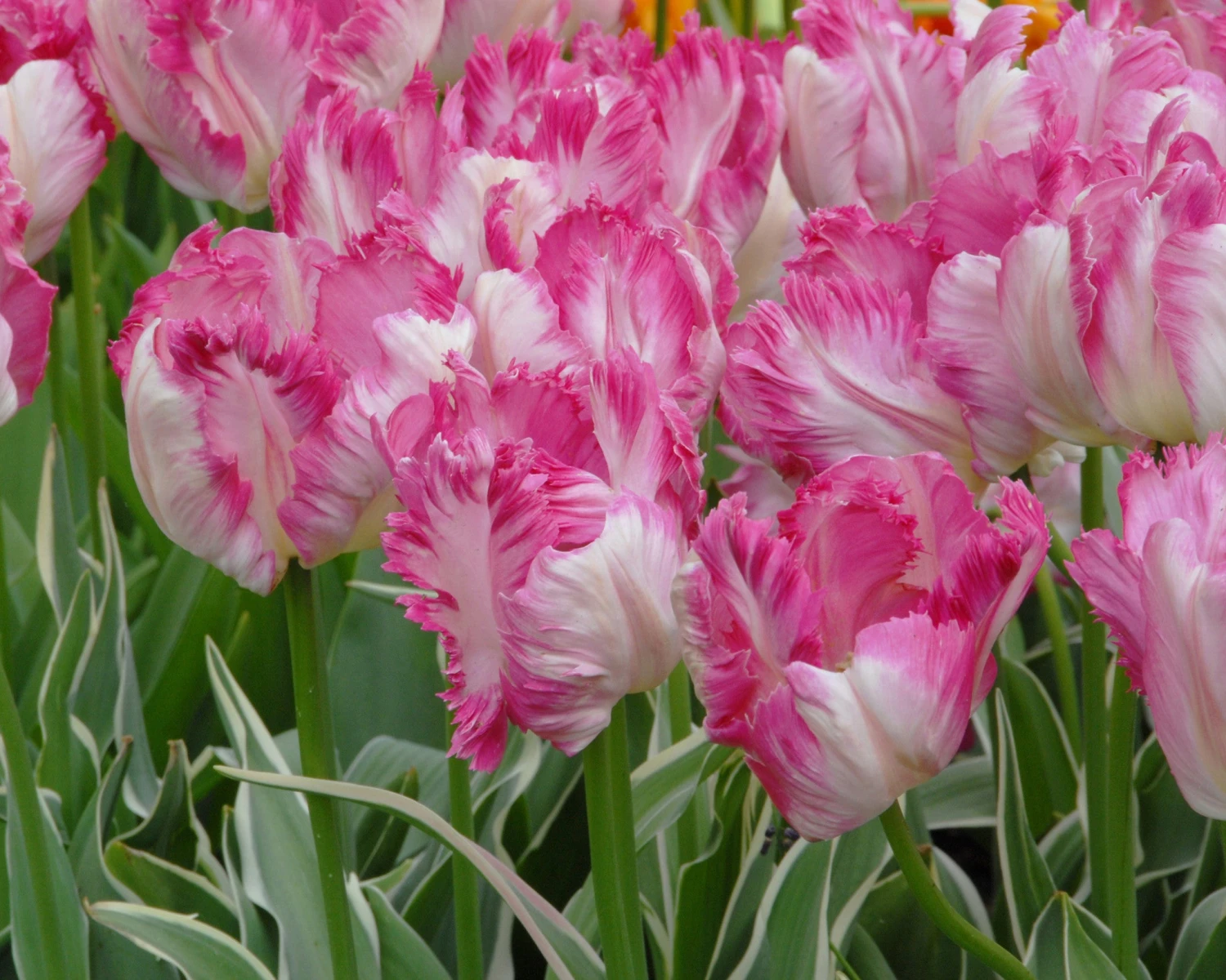 Tulip 'Silver Parrot' - Image 2