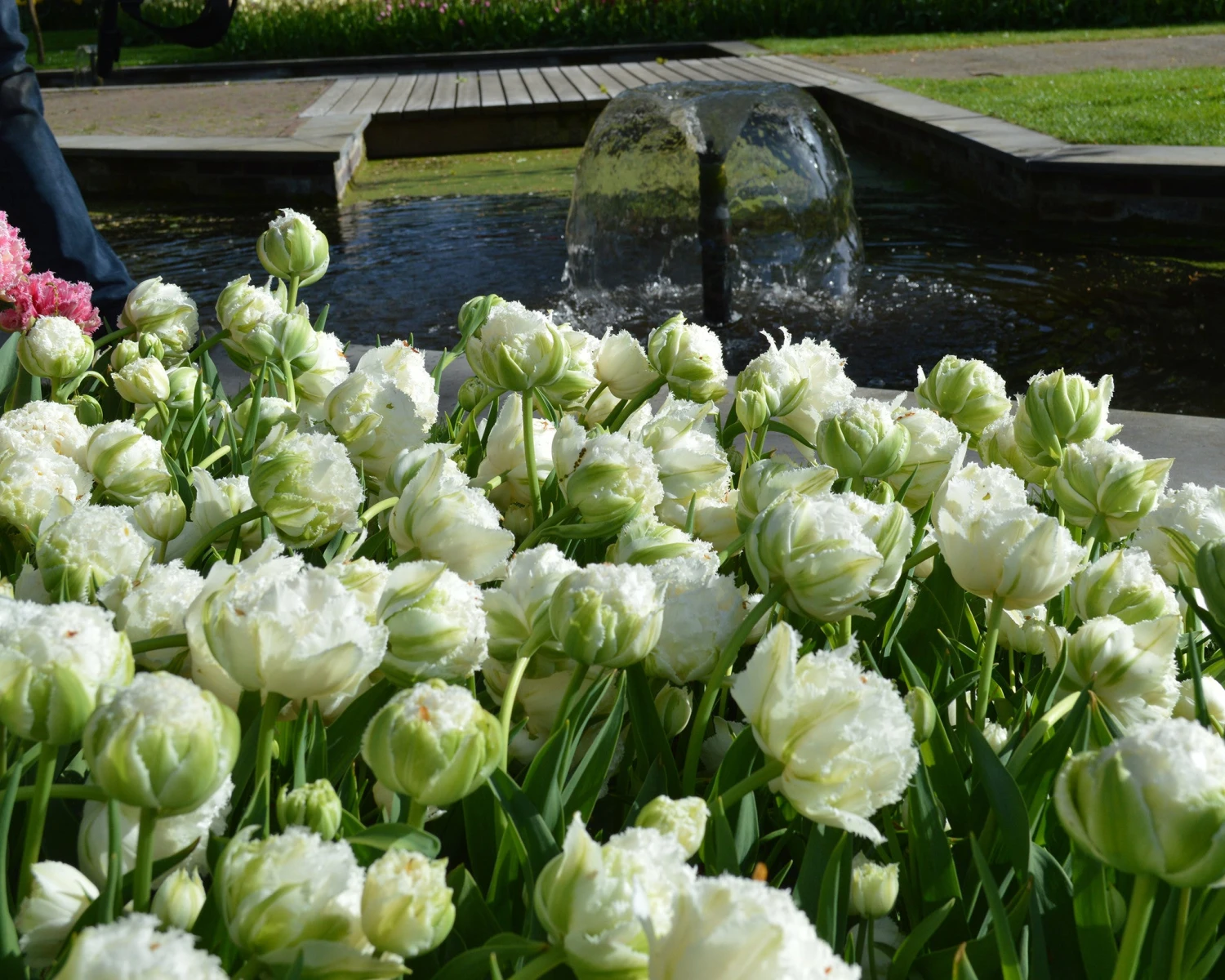 Tulip 'Snow Crystal' - Image 2