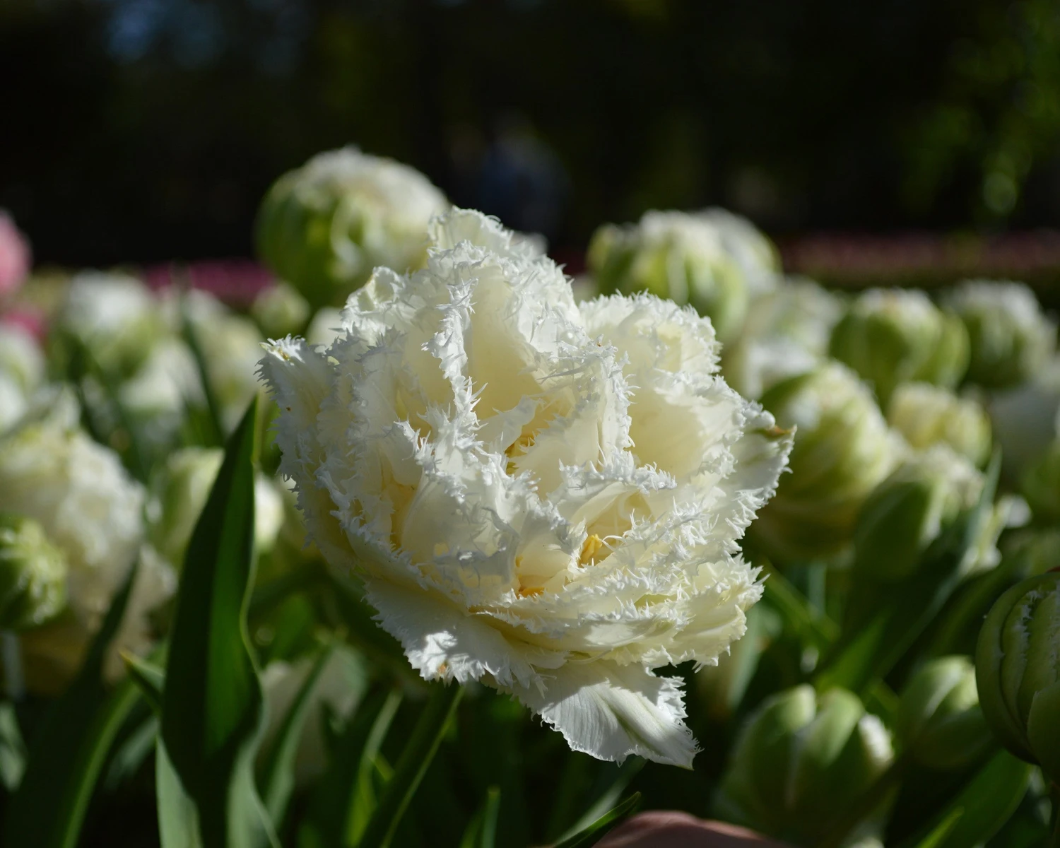 Tulip 'Snow Crystal' - Image 4