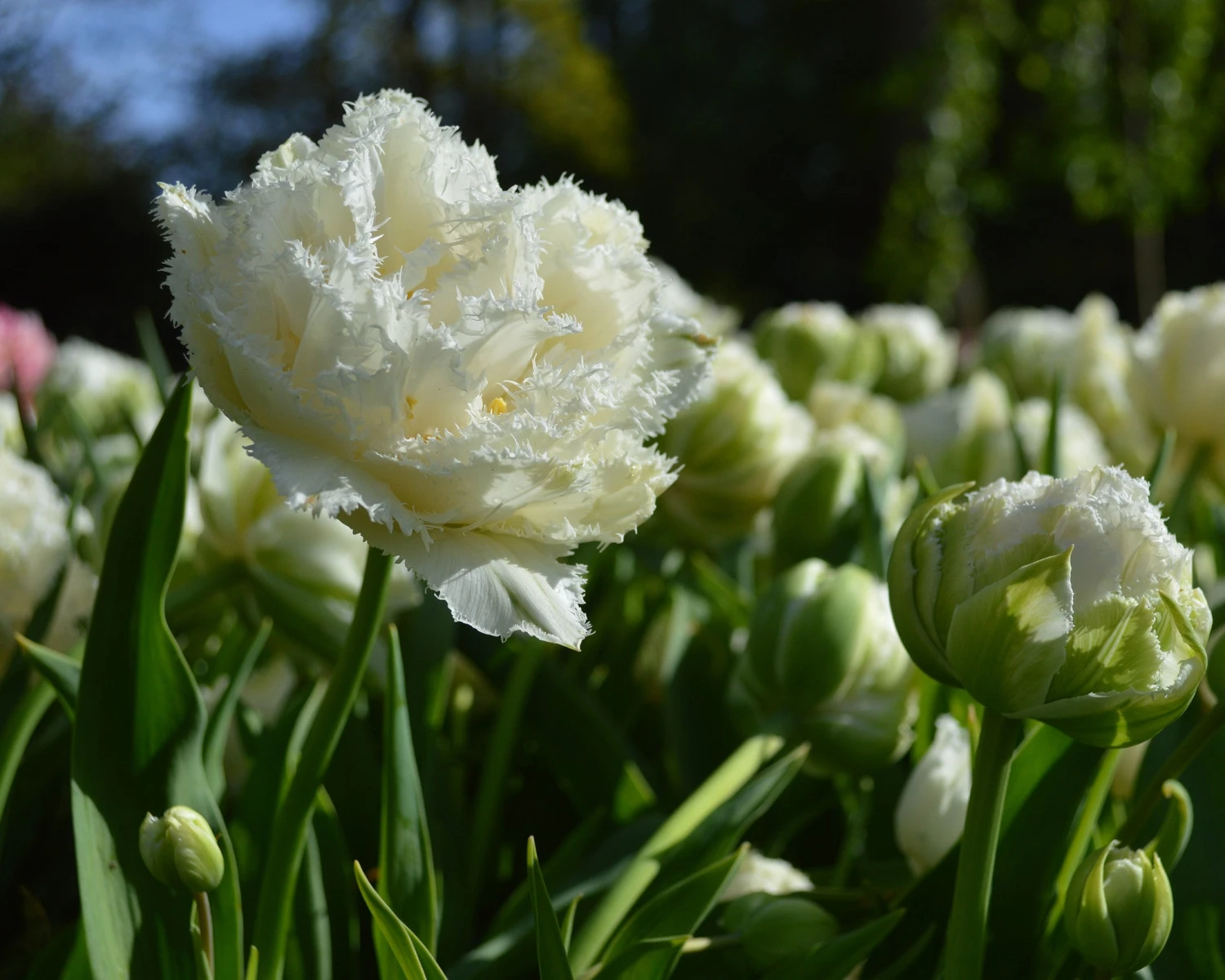Tulip 'Snow Crystal' - Image 3