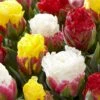Tulip Collection 'Sorbetto'