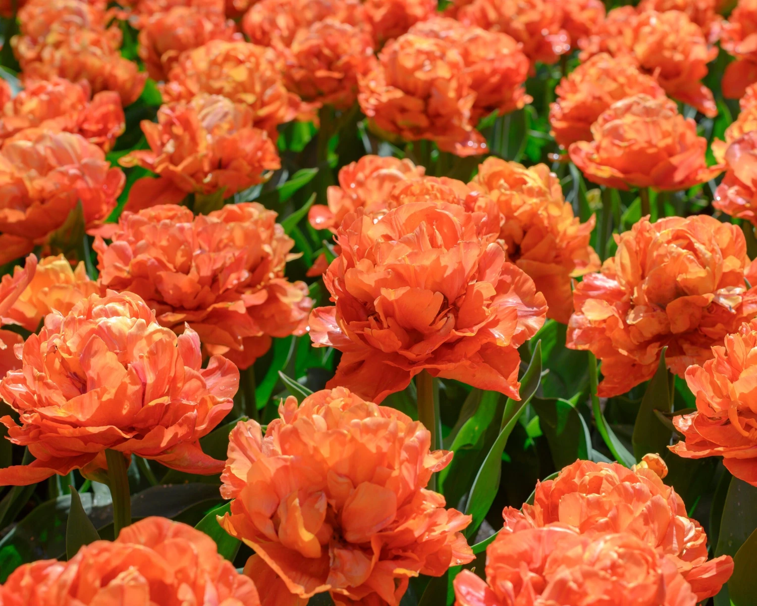 Tulip 'Valdivia' - Image 2