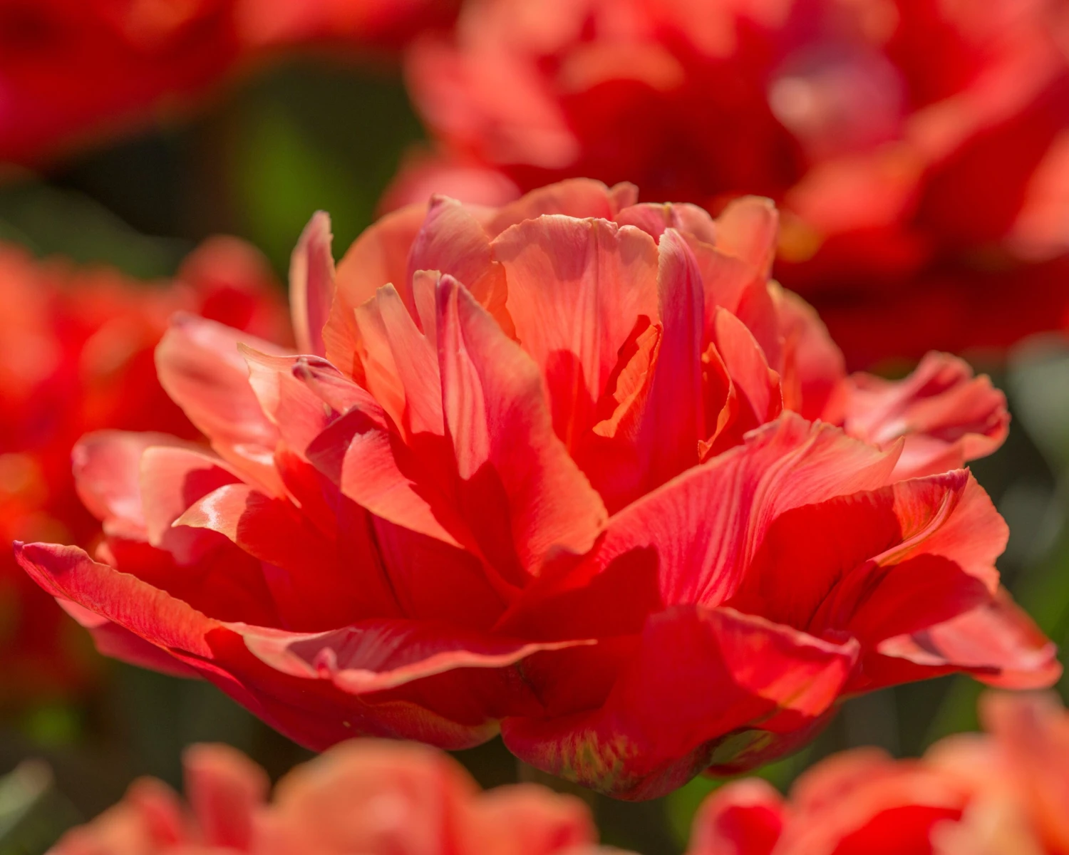 Tulip 'Valdivia' - Image 9