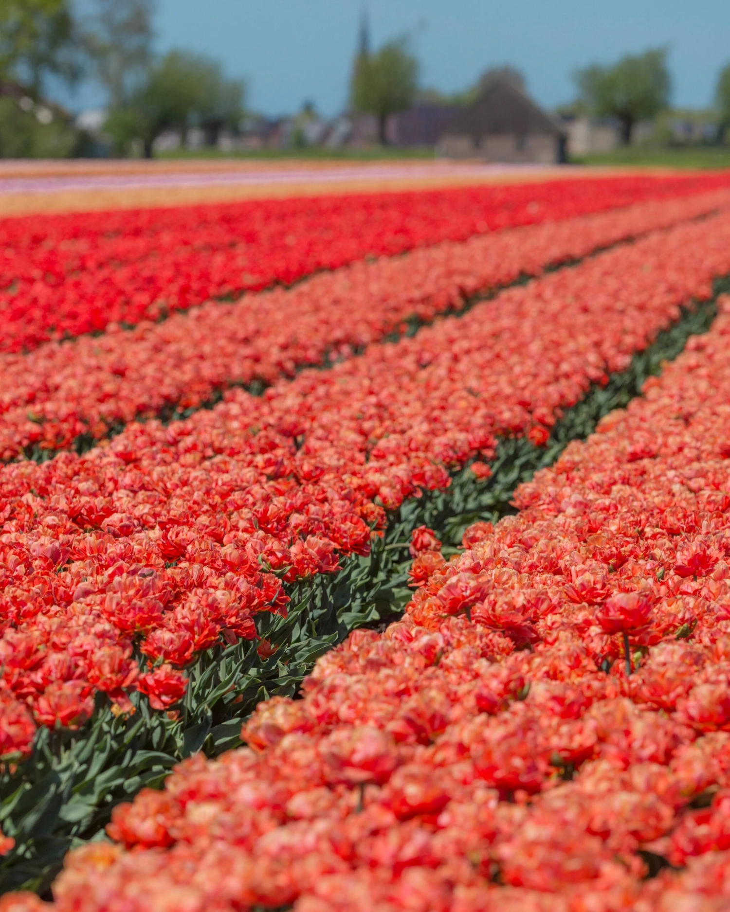 Tulip 'Valdivia' - Image 7