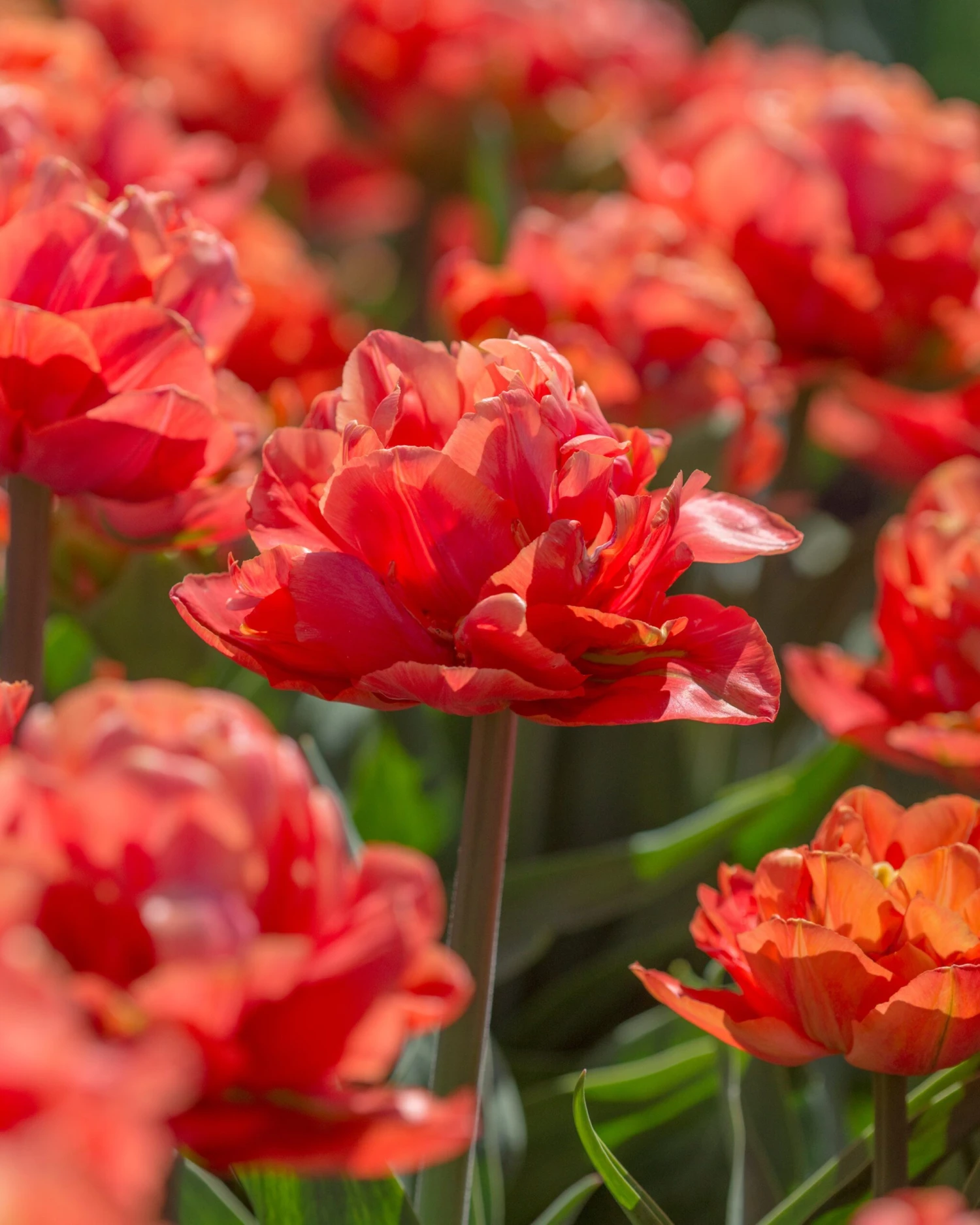 Tulip 'Valdivia' - Image 6
