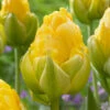 Tulip 'Vanilla Coup'