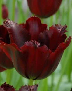 Tulip 'Vincent Van Gogh'